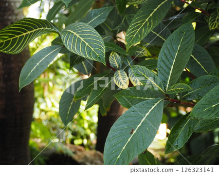斑葉 Sankezia speciosa 斑葉 Sankezia speciosa 126323141