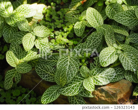 觀賞植物 Fittonia 觀賞植物 Fittonia 126323143