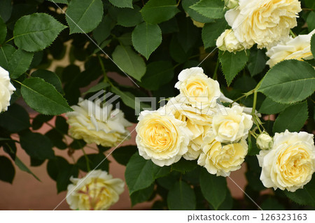 黃色的春天玫瑰 黃色的春天玫瑰 126323163