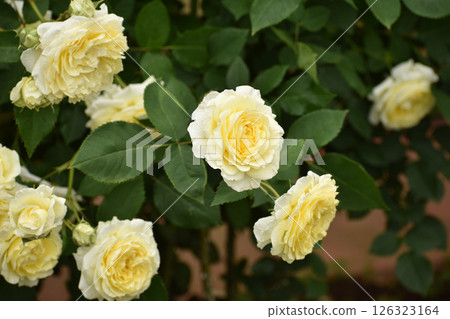 Yellow spring roses 126323164