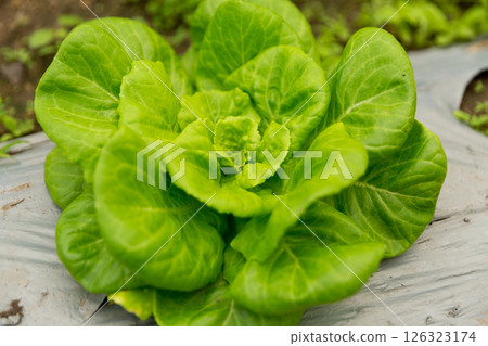 Smart farming techniques hydroponic salad vegetables red oak green lettuce ensuring fresh sustainable produce fresh produce sustainable agriculture promotes healthy eating support local community. 126323174