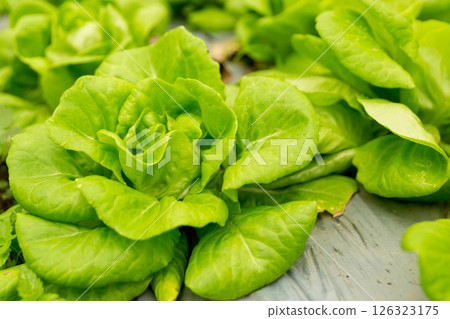 Smart farming techniques hydroponic salad vegetables red oak green lettuce ensuring fresh sustainable produce fresh produce sustainable agriculture promotes healthy eating support local community. 126323175