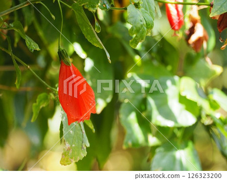 紅花芙蓉 126323200