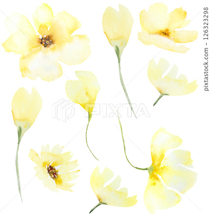 Watercolor yellow wild flowers isolated illustration, floral wedding and greeting element Watercolor yellow wild flowers isolated illustration, floral wedding and greeting element 126323298