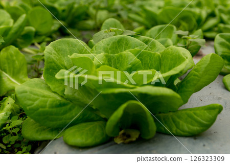 Smart farming techniques hydroponic salad vegetables red oak green lettuce ensuring fresh sustainable produce fresh produce sustainable agriculture promotes healthy eating support local community. Smart farming techniques hydroponic salad vegetables red oak green lettuce ensuring fresh sustainable produce fresh produce sustainable agriculture promotes healthy eating support local community. 126323309