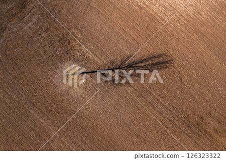 Top down aerial drone view of a dead tree with shadow in the middle of a field Top down aerial drone view of a dead tree with shadow in the middle of a field 126323322