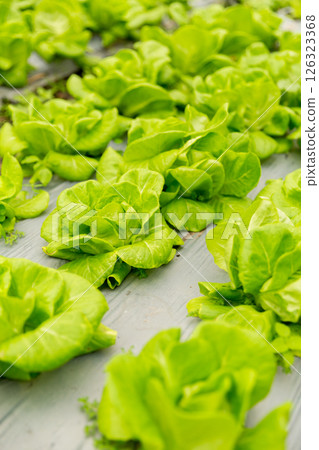 Smart farming techniques hydroponic salad vegetables red oak green lettuce ensuring fresh sustainable produce fresh produce sustainable agriculture promotes healthy eating support local community. 126323368