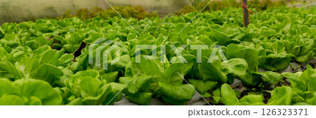 Smart farming techniques hydroponic salad vegetables red oak green lettuce ensuring fresh sustainable produce fresh produce sustainable agriculture promotes healthy eating support local community. 126323371