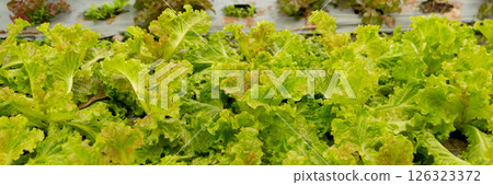 Smart farming techniques hydroponic salad vegetables red oak green lettuce ensuring fresh sustainable produce fresh produce sustainable agriculture promotes healthy eating support local community. 126323372