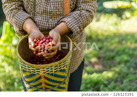 Close up hand harvest red ripe coffee seed robusta arabica berry harvesting coffee farm. Hand people harvest coffee bean ripe Red berries plant fresh seed coffee tree growth in green eco organic farm 126323391