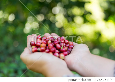 Close up hand harvest red ripe coffee seed robusta arabica berry harvesting coffee farm. Hand people harvest coffee bean ripe Red berries plant fresh seed coffee tree growth in green eco organic farm 126323402