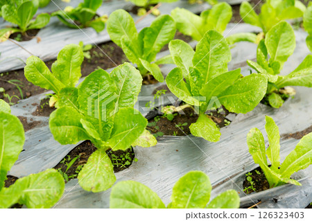 Smart farming techniques hydroponic salad vegetables red oak green lettuce ensuring fresh sustainable produce fresh produce sustainable agriculture promotes healthy eating support local community. 126323403