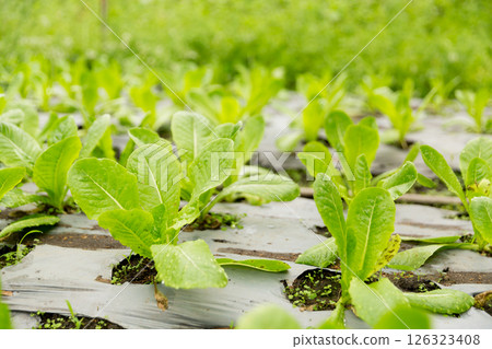 Smart farming techniques hydroponic salad vegetables red oak green lettuce ensuring fresh sustainable produce fresh produce sustainable agriculture promotes healthy eating support local community. Smart farming techniques hydroponic salad vegetables red oak green lettuce ensuring fresh sustainable produce fresh produce sustainable agriculture promotes healthy eating support local community. 126323408