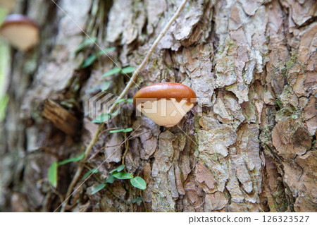 Hitokuchitake (Bite-sized mushroom) Hitokuchitake (Bite-sized mushroom) 126323527