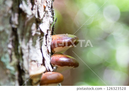 Hitokuchitake (Bite-sized mushroom) 126323528