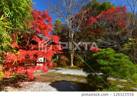 Tenjuan at Nanzenji Temple surrounded by autumn leaves 126323558