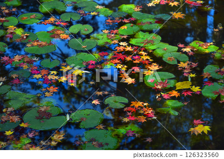 Autumn leaves floating in a pond 126323560