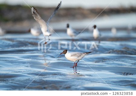 beach restoration using a sand transfer system, seagulls on the freshly restored beach in Engure 126323858