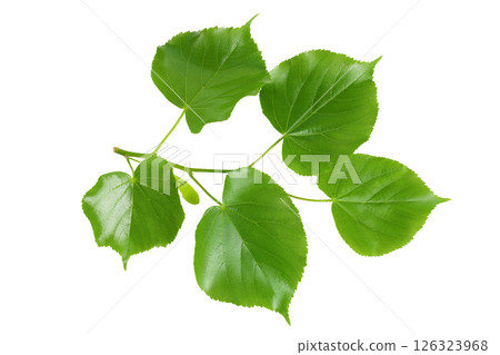 linden branch with young leaves isolated on a white background 126323968
