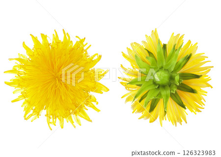 dandelion flower isolated on white background. Top view. Flat lay 126323983