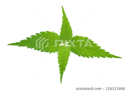 Nettle leaf isolated on white background. Top view. Flat lay 126323986
