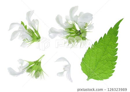 nettle flower isolated on white background. Top view. Flat lay 126323989