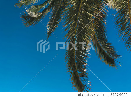 Minimalist tropical background with palm tree fronds silhouetted against a clear blue sky. Perfect for summer, vacation, beach vibes, or travel-related concepts 126324031