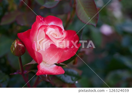懷舊：紅玫瑰與白玫瑰 126324039
