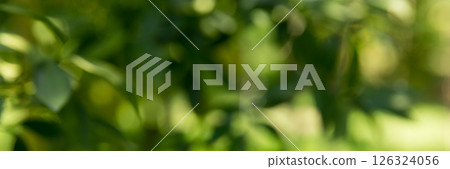 Business concept nature revolves around citrus orchard orange tree are growing, vibrant fruit organic lush leaves creating stunning banner background green garden of thriving crop ripe laden branches 126324056