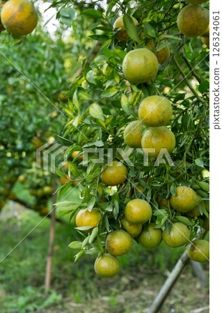 Business concept nature revolves around citrus orchard orange tree are growing, vibrant fruit organic lush leaves creating stunning background, green garden of thriving crop ripe laden with branches 126324061