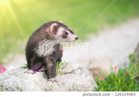 ferret in nature ferret in nature 126324065
