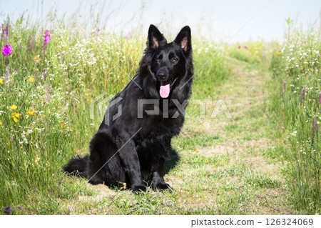 black german shepherd in nature 126324069