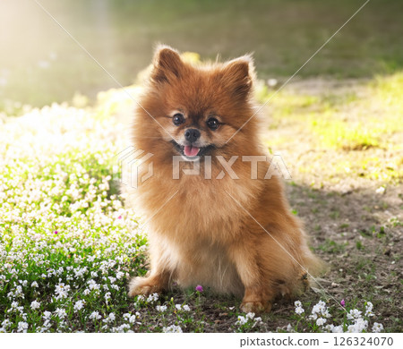 young pomeranian in nature 126324070