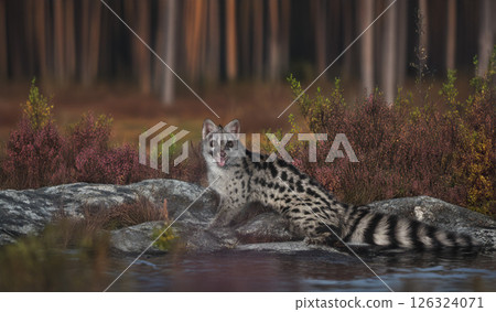 Common genet in studio Common genet in studio 126324071