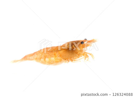 neocaridina davidi in studio 126324088