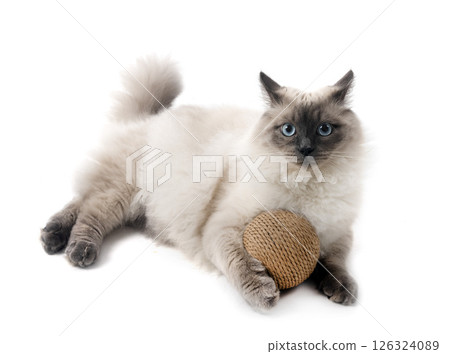 siberian cat in studio siberian cat in studio 126324089