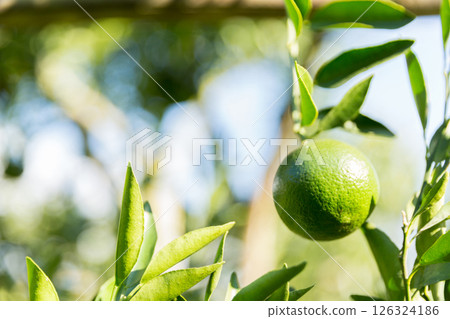 Business concept nature revolves around citrus orchard orange tree are growing, vibrant fruit organic lush leaves creating stunning background, green garden of thriving crop ripe laden with branches 126324186
