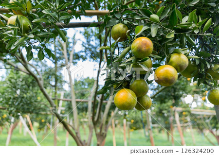 Business concept nature revolves around citrus orchard orange tree are growing, vibrant fruit organic lush leaves creating stunning background, green garden of thriving crop ripe laden with branches Business concept nature revolves around citrus orchard orange tree are growing, vibrant fruit organic lush leaves creating stunning background, green garden of thriving crop ripe laden with branches 126324200