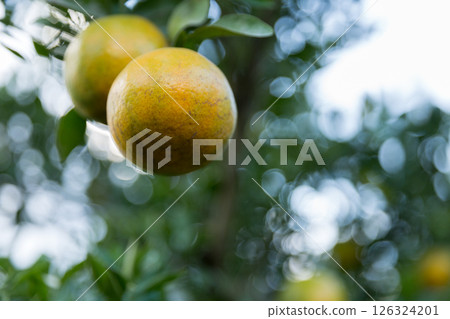 Business concept nature revolves around citrus orchard orange tree are growing, vibrant fruit organic lush leaves creating stunning background, green garden of thriving crop ripe laden with branches Business concept nature revolves around citrus orchard orange tree are growing, vibrant fruit organic lush leaves creating stunning background, green garden of thriving crop ripe laden with branches 126324201