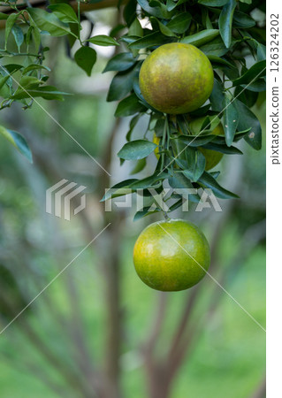 Business concept nature revolves around citrus orchard orange tree are growing, vibrant fruit organic lush leaves creating stunning background, green garden of thriving crop ripe laden with branches Business concept nature revolves around citrus orchard orange tree are growing, vibrant fruit organic lush leaves creating stunning background, green garden of thriving crop ripe laden with branches 126324202