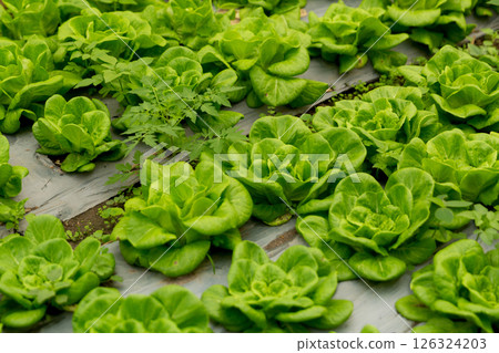 Smart farming techniques hydroponic salad vegetables red oak green lettuce ensuring fresh sustainable produce fresh produce sustainable agriculture promotes healthy eating support local community. 126324203