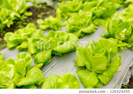 Smart farming techniques hydroponic salad vegetables red oak green lettuce ensuring fresh sustainable produce fresh produce sustainable agriculture promotes healthy eating support local community. Smart farming techniques hydroponic salad vegetables red oak green lettuce ensuring fresh sustainable produce fresh produce sustainable agriculture promotes healthy eating support local community. 126324205