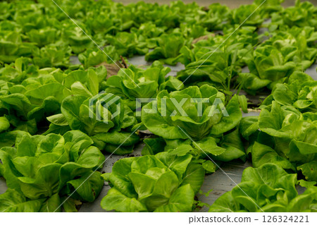 Smart farming techniques hydroponic salad vegetables red oak green lettuce ensuring fresh sustainable produce fresh produce sustainable agriculture promotes healthy eating support local community. Smart farming techniques hydroponic salad vegetables red oak green lettuce ensuring fresh sustainable produce fresh produce sustainable agriculture promotes healthy eating support local community. 126324221