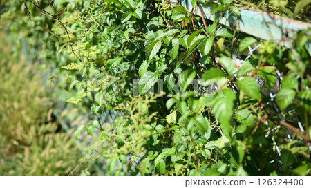 Plants growing out of the fence 126324400
