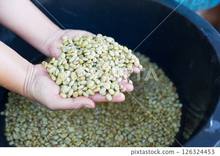 Close up hand harvest red ripe coffee seed robusta arabica berry harvesting coffee farm. Hand people harvest coffee bean ripe Red berries plant fresh seed coffee tree growth in green eco organic farm 126324453
