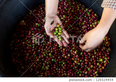 Close up hand harvest red ripe coffee seed robusta arabica berry harvesting coffee farm. Hand people harvest coffee bean ripe Red berries plant fresh seed coffee tree growth in green eco organic farm 126324454