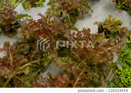 Smart farming techniques hydroponic salad vegetables red oak green lettuce ensuring fresh sustainable produce fresh produce sustainable agriculture promotes healthy eating support local community. 126324459