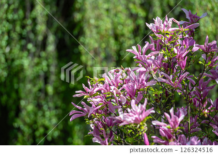 Vibrant Pink Magnolia Blossoms in a Spring Garden During Daytime 126324516