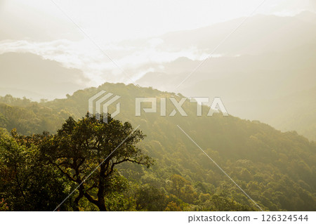 Mountain landscape. foggy morning. High angle view of trees in forest during foggy weather. Beautiful mountain and cloud natural landscape at sunrise in Thailand. evergreen coniferous forest in fog. 126324544