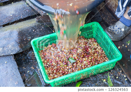 Close up hand harvest red ripe coffee seed robusta arabica berry harvesting coffee farm. Hand people harvest coffee bean ripe Red berries plant fresh seed coffee tree growth in green eco organic farm 126324563